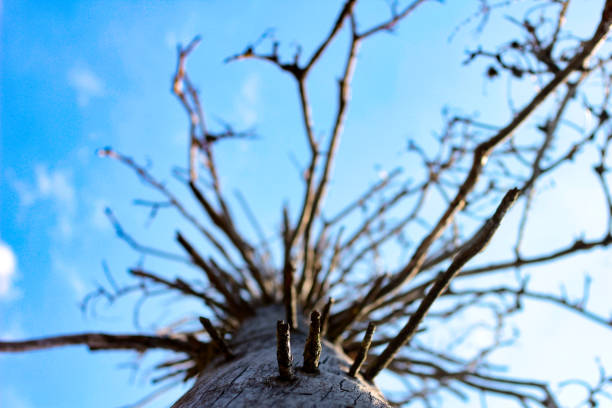 裸の枝と木の下から - bare tree tree single object loneliness ストックフォトと画像