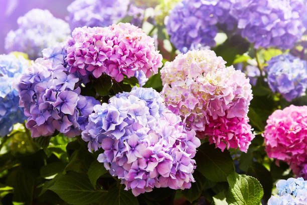 istock Pink, blue, lilac, violet, purple Hydrangea flower (Hydrangea macrophylla) 1131414261