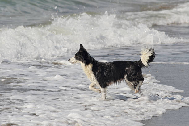 istock Dog plays and runs on the beach 1131414320