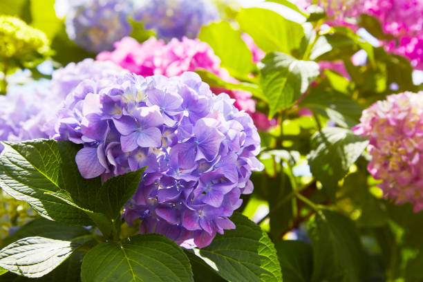 flor de hydrangea rosada, azul, lila, violeta, púrpura (hydrangea macrophylla) - lilac bush nature flower bed fotografías e imágenes de stock