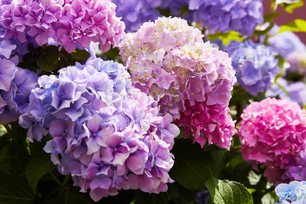 istock Pink, blue, lilac, violet, purple Hydrangea flower (Hydrangea macrophylla) 1131414472