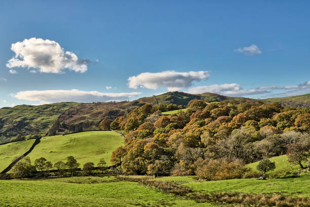 istock A rural English scene with Autumn trees and grren fields. 1131414493