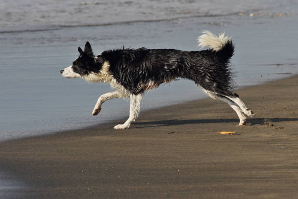 istock Dog plays and runs on the beach 1131414494
