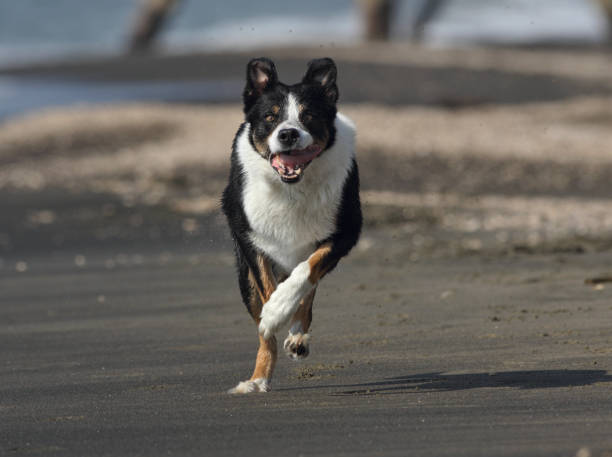 istock Dog plays and runs on the beach 1131414546