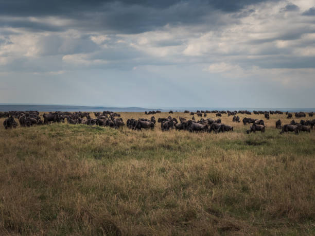 istock A large herd of wildebeest eats grass in the savannah on a cloudy day during the migration period 1131414572