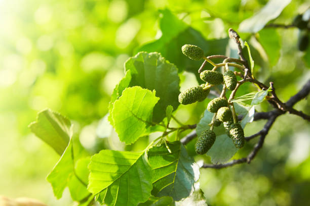 A branch of alder leaves and  green cones. stock photo
