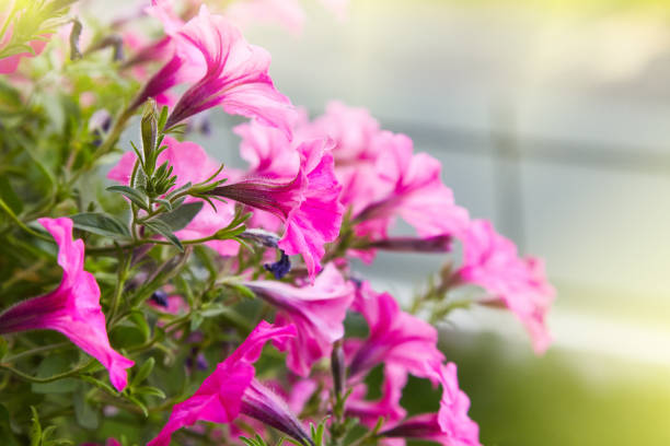 istock pink petunia flowers (Petunia hybrida) in garden 1131414993
