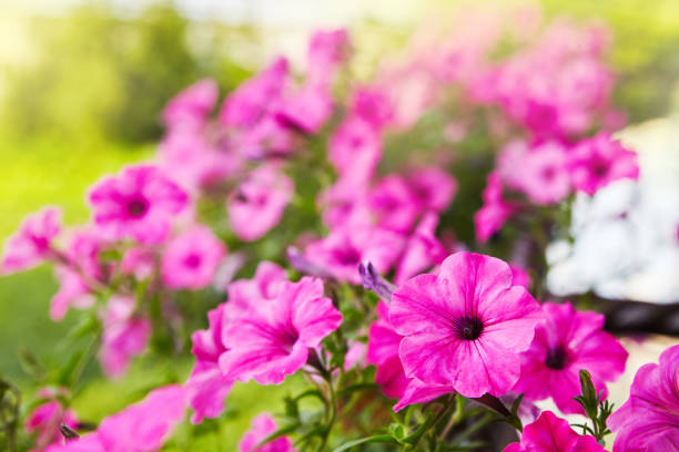 Beautiful pink petunia flowers (Petunia hybrida) in garden soft focus
