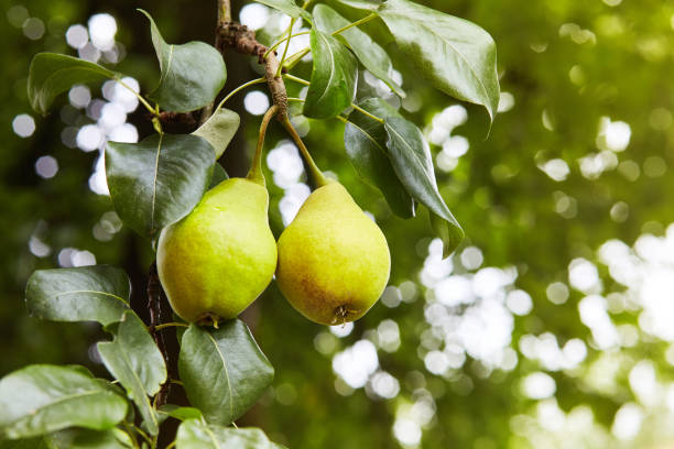 istock Fresh juicy pears on pear tree branch. 1131415155