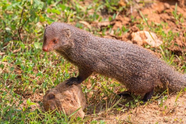 istock Mongoose. Yala National Park. Sri Lanka. 1131415168