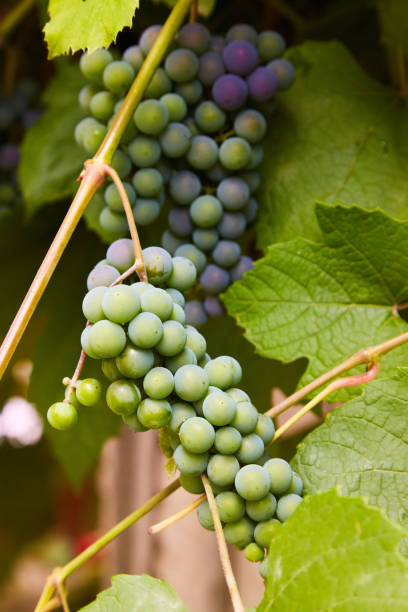istock green grapes on a branch 1131415434