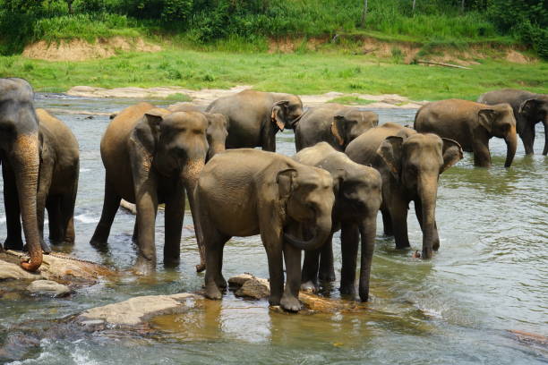 istock Elephant family walking 1131416429