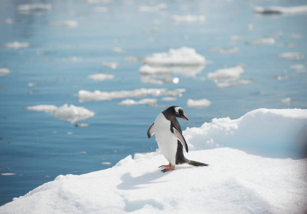 gentoo penguin in antarctica - half moon island horizontal penguin animal imagens e fotografias de stock