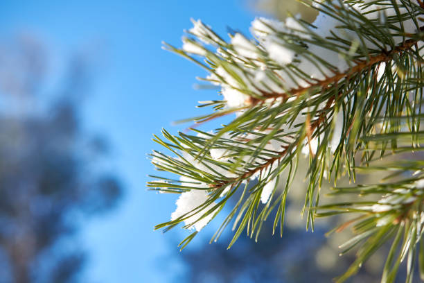 istock Winter forest. Green branch ate covered with white fluffy snow against a blue blurred background. greeting card. copy space 1131417613