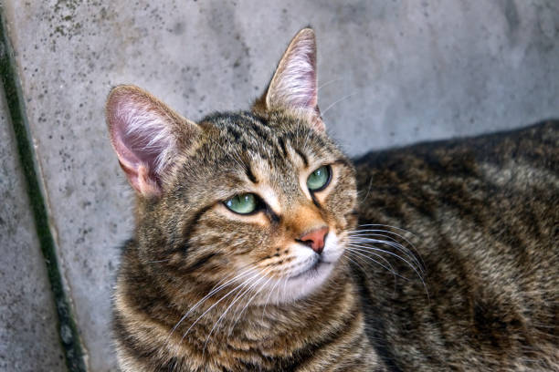 istock Green-eyed cat looking into the distance 1131418075