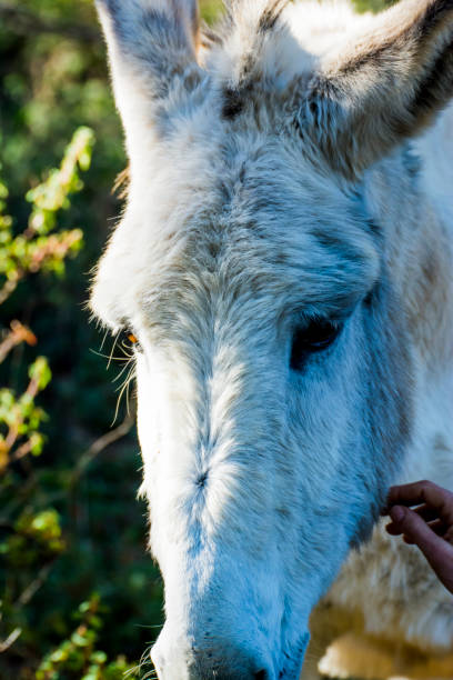 istock Donkey in the field on a sunny day 1131418245