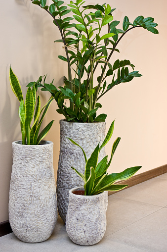 Home interior design - elegant green pot plant in grey clay pot against the wall.