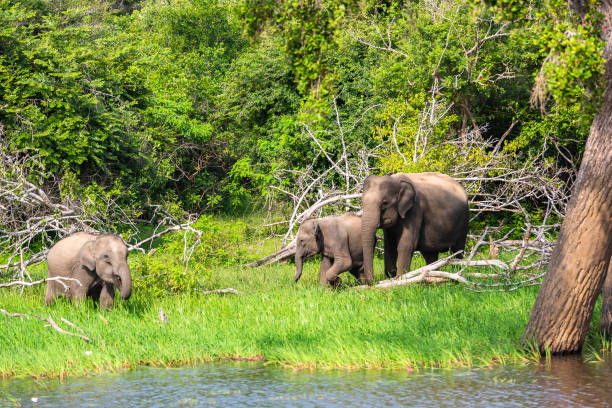 istock Asian elephant. Yala National Park. Sri Lanka. 1131419918