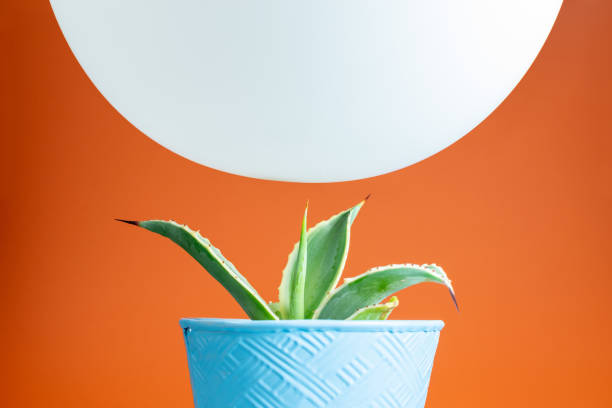 Balloon hovering above cactus stock photo