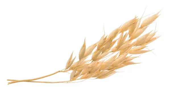 Oat plant isolated on white without shadow clipping path