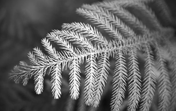 istock Green tree leaves isolated unique natural photo 1131420311