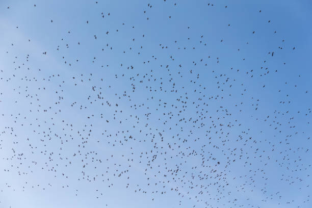 istock very large flock of birds 1131421217