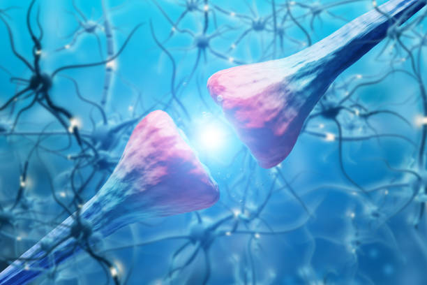neuron närbild - amyloid bildbanksfoton och bilder