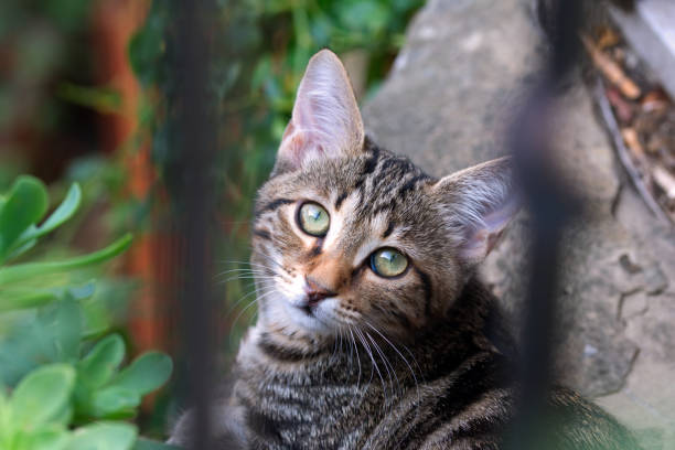 istock Cat with head sideways looking through the fence bars 1131421440