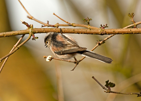 Long-tailed tit hanging onto a tree brach while feeding in local woodlands