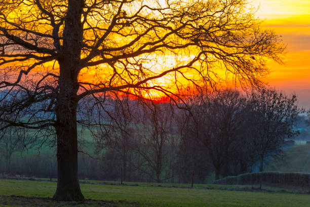 istock Deciduous tree in a meadow on a hill at a colorful sunset in winter 1131423345