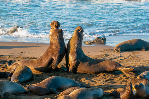 istock Elephant Seal Bull Fight 1131423354