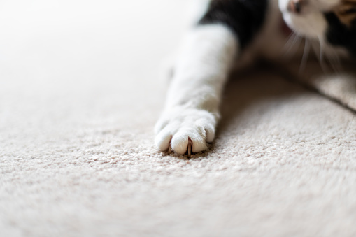 Closeup of cat paw claws with face sleeping stretching on carpet in bedroom or living room