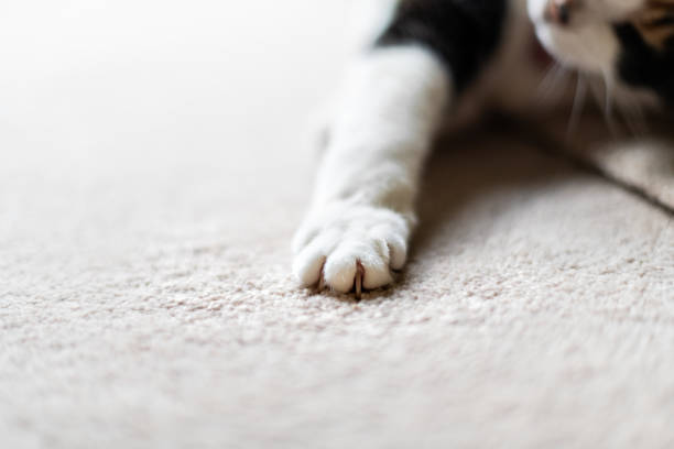 Closeup of cat paw claws with face sleeping stretching on carpet in bedroom or living room Closeup of cat paw claws with face sleeping stretching on carpet in bedroom or living room animal leg stock pictures, royalty-free photos & images