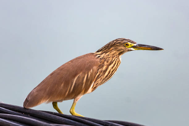 istock Indian pond heron. Sri Lanka. 1131423703