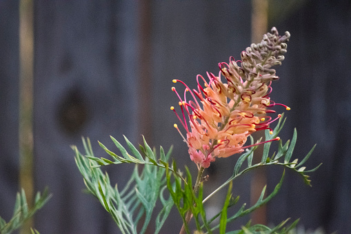 Blooming Australian native Grevillea Superb