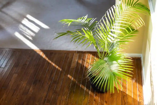 Photo of High angle view of indoor palm plant decoration with potted pot and green leaves on corner of wooden floor in room by wall and sunlight