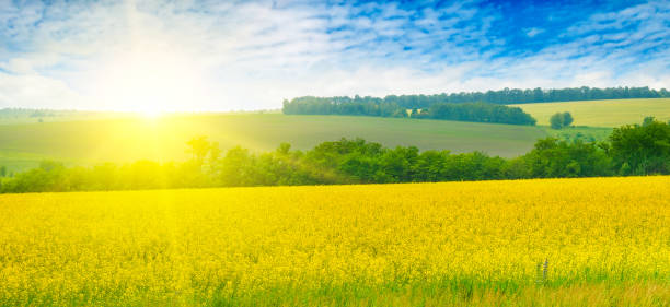 istock Blossoming rapeseed field leading to the beautiful sunset sky. 1131424525