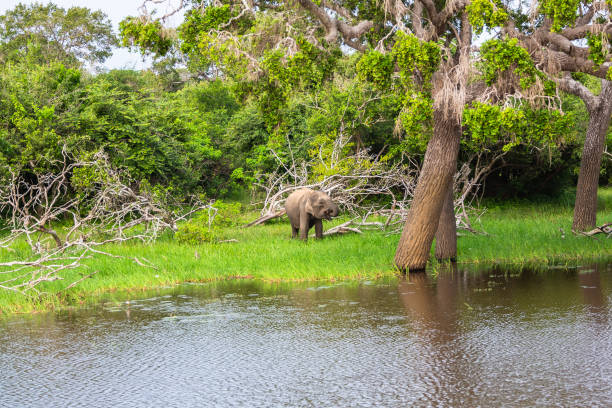 istock Asian elephant. Yala National Park. Sri Lanka. 1131424634