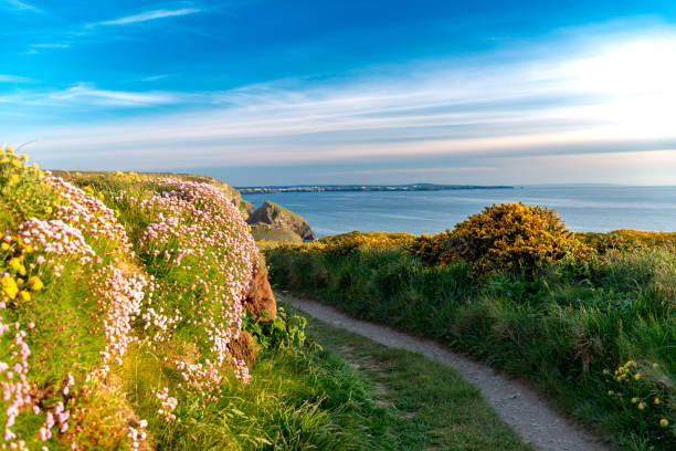 istock Hiking path with flowers and blue Sky Background in Cornwall, England, UK 1131424669