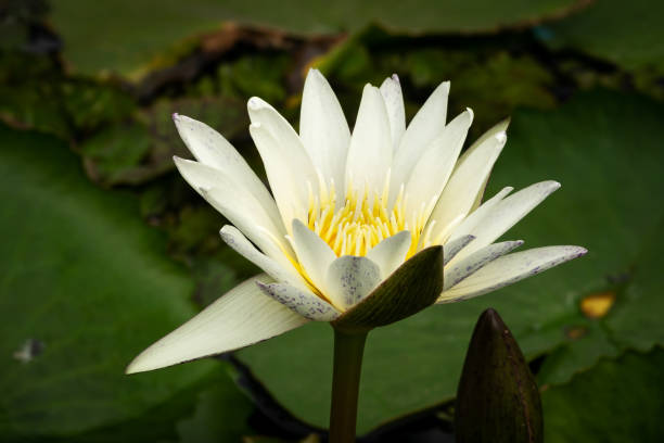 istock Lotus Water Lily White 1131424910