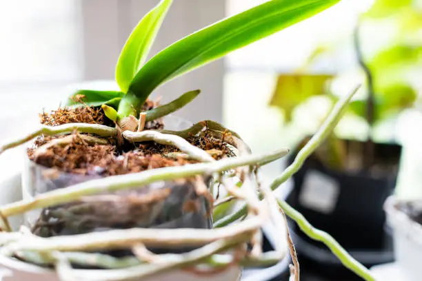 Closeup of orchid roots and leaves in flower pot on windowsill in room indoor garden of house
