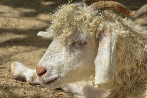 istock Portait of white ram 1131424962
