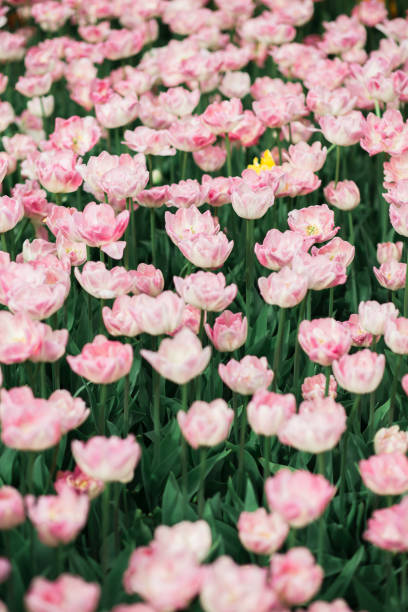 istock Incredibly beautiful spring  pink tulips 1131425173