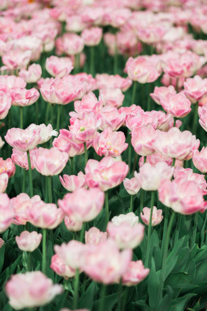 istock Incredibly beautiful spring  pink tulips 1131425206