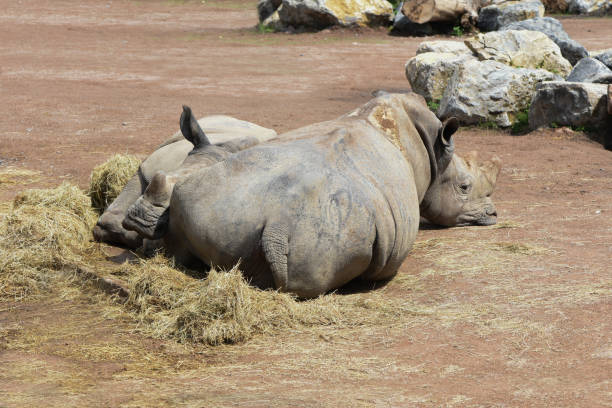 A Nepal Rhinoceros eating a tree branch.