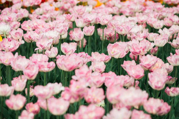 istock Incredibly beautiful spring  pink tulips 1131425941