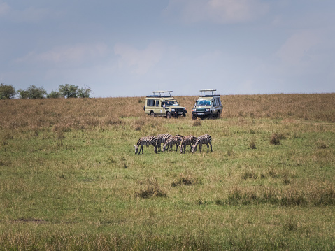 Masai Mara, KENYA - September 5, 2018. Two jeeps full of tourists watching some zebras in the savannah on a sunny day