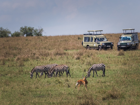 Masai Mara, KENYA - September 5, 2018. Two jeeps full of tourists observing some zebras and an impala in the savannah on a sunny day