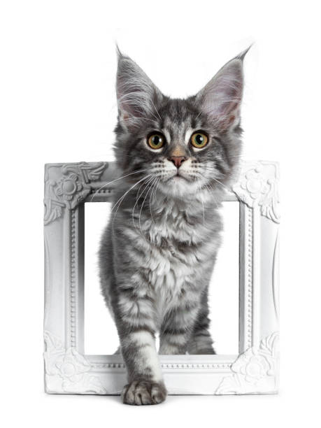 istock Very cute blue tabby Maine Coon cat kitten, standing through a white picture frame. Looking at camera with pretty yellow and green eyes. Isolated on white background. 1131427701