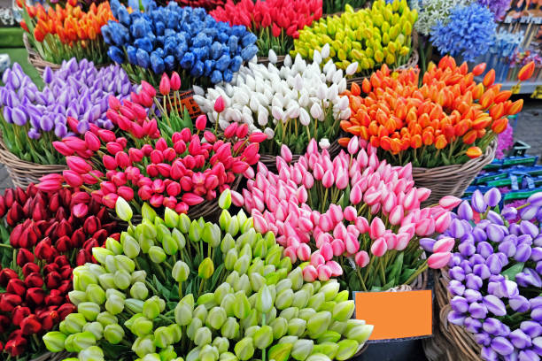 istock Blossoming tulips from Amsterdam Netherlands 1131427941
